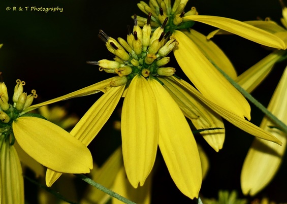 {Verbesina alternifolia}